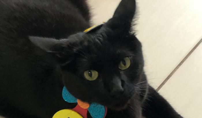 Ajude nosso gatinho!