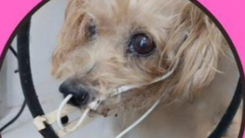 Ajude a minha cadela fazer a cirurgia dela pessoal ♥️