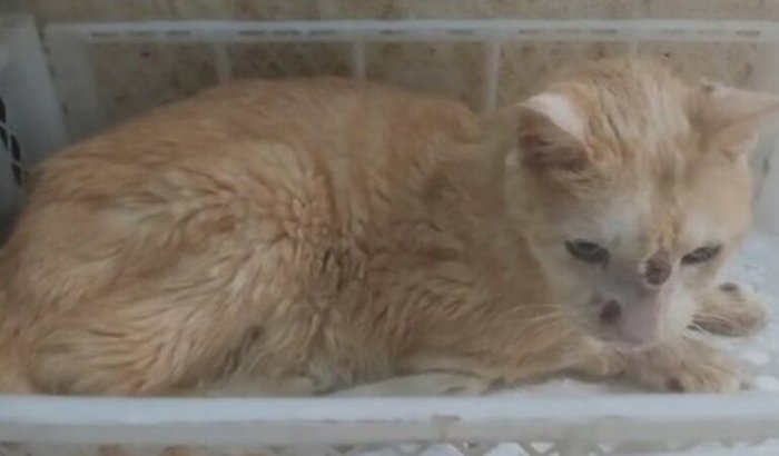 Cirurgia dos dentes e boca de Louro José 