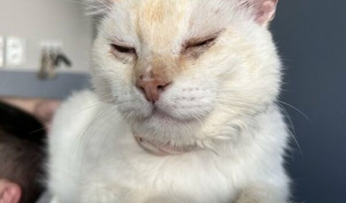 Ajude o Cadinho 🐈