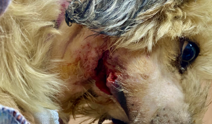 Ajude-nos com o tratamento de Amora