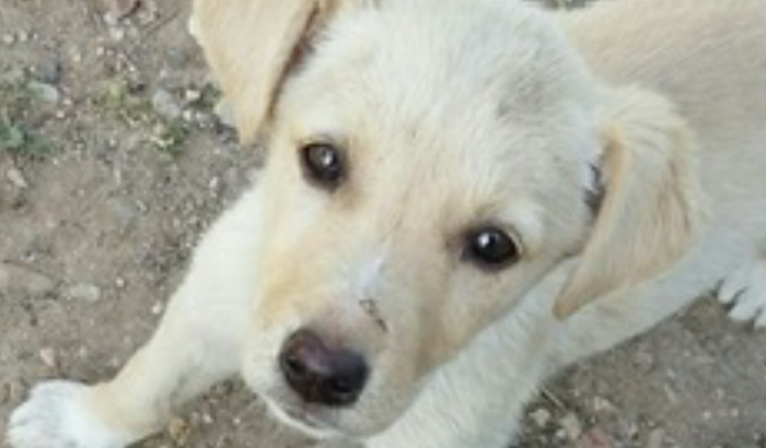 Tratamento medico do Biscoito