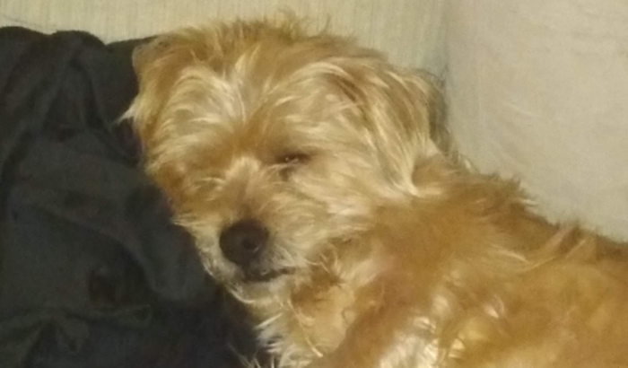 Ajuda pra pagar o veterinário