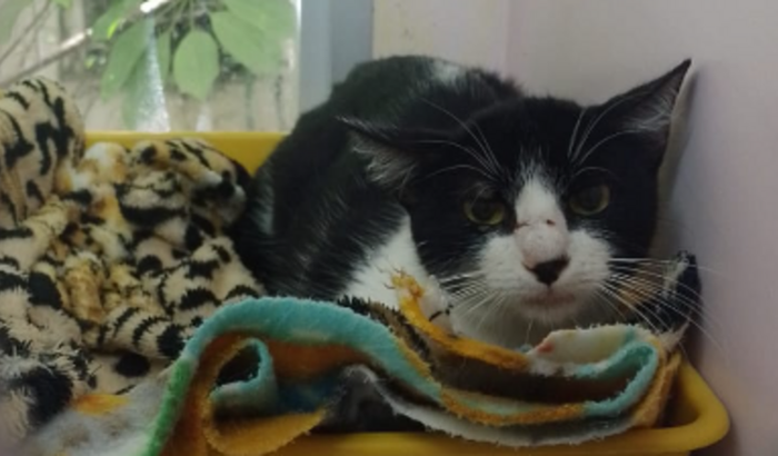 Ajude a gatinha Kaya a se recuperar !