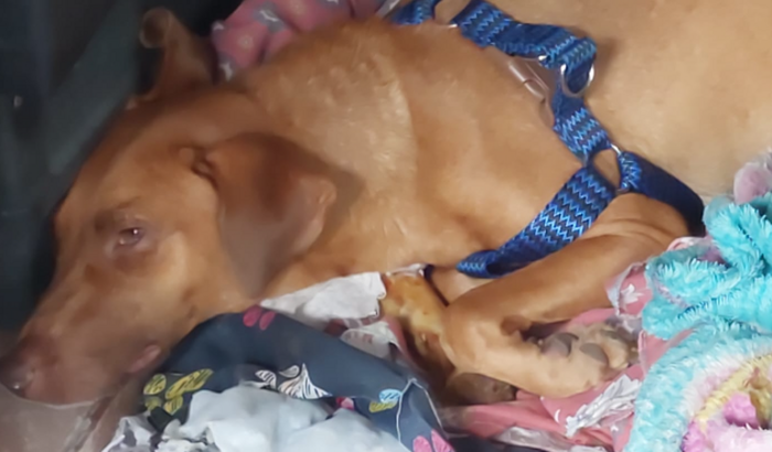 Ajuda para tratamento de  cinomose  da Sabrina.