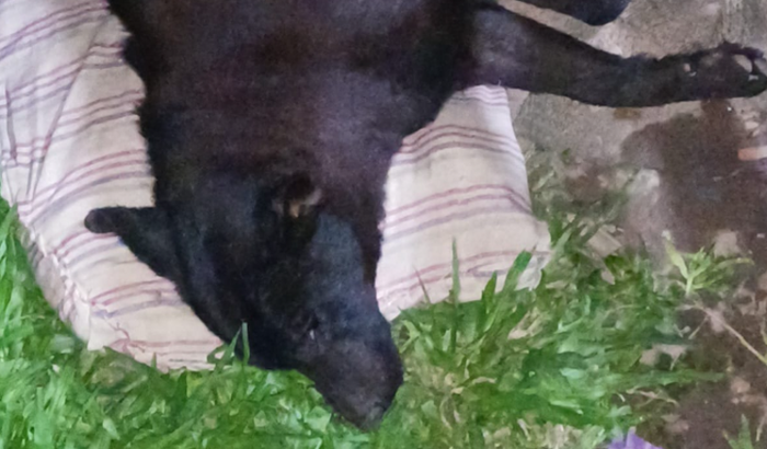 Ajude a preta a sobreviver 