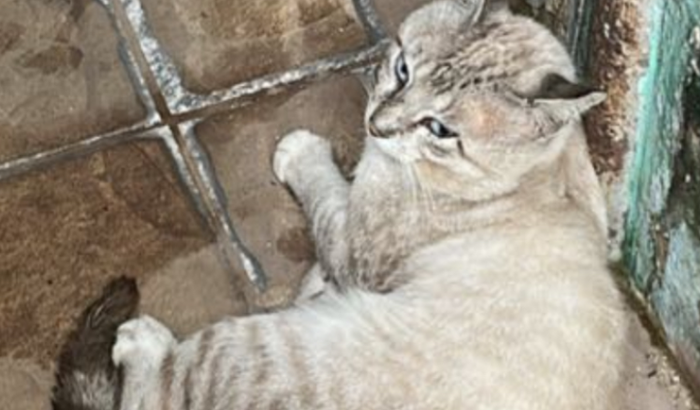 GATO ATROPELADO! Ajude. 🙏🏻😭