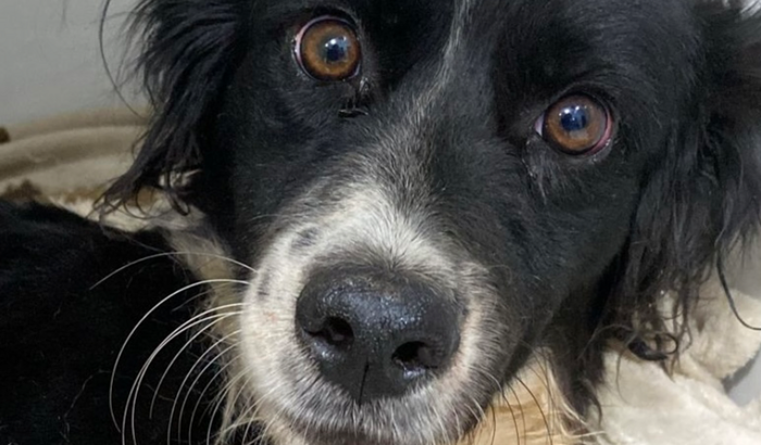 Ajude o Brutos a conseguir a cirurgia de urgência