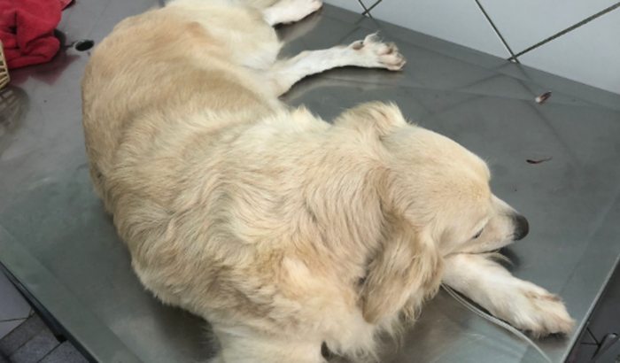 Ajuda veterinária - Leptospirose