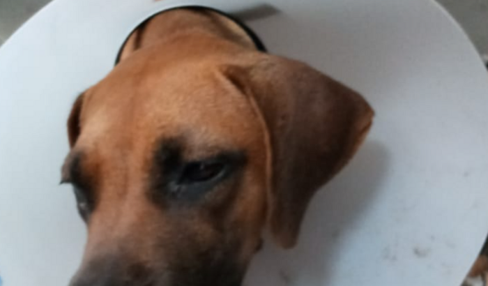 Ajudar a pagar a cirurgia da cadelinha Yara