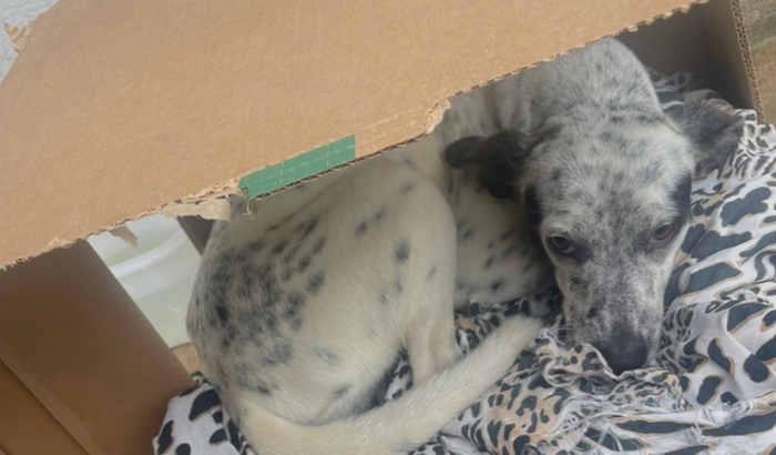 Me ajude a castrar a “Branquinha”