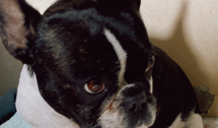 Ajuda para Doguinhos e gatinhos