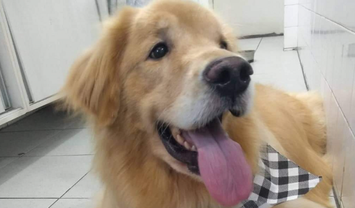 Ajuda no tratamento do Jack