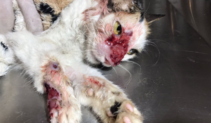 Caso Bia - Esporotricose