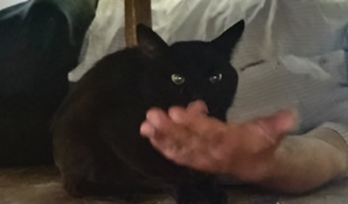 Ajuda amputação rabo do Preto