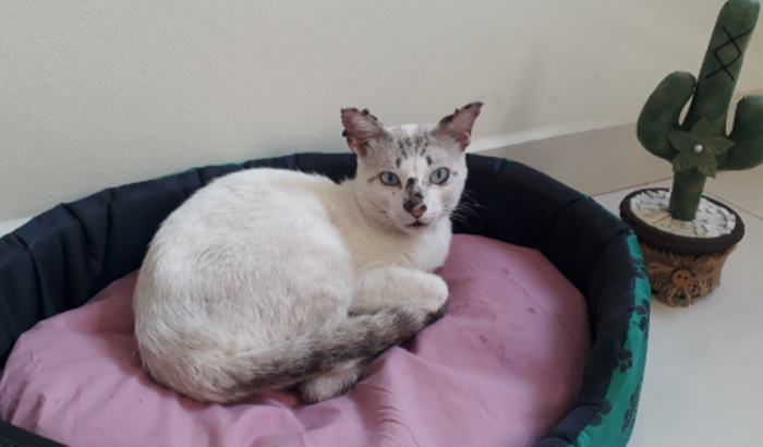 Ajuda para o tratamento do Rabugento