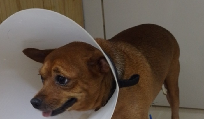 Ajude 🐕 Jhuaquim Snayde meu amor de 🐾🐾