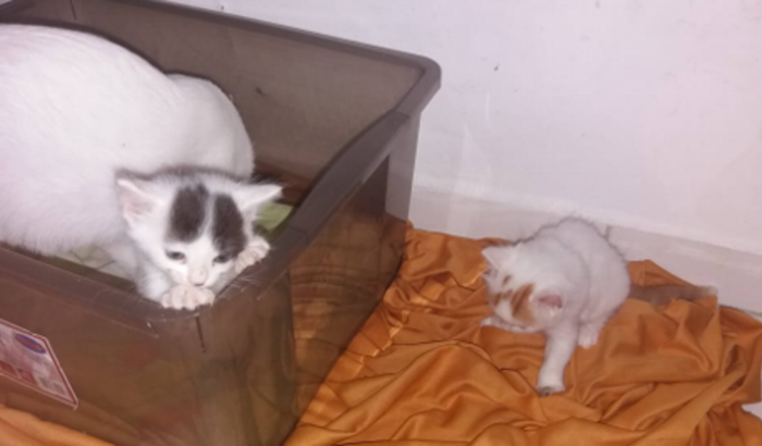 Ajuda pra os gatinhos da Professora Geine