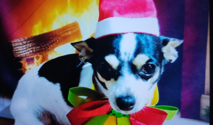 Ajuda para pagar cirurgia da nina