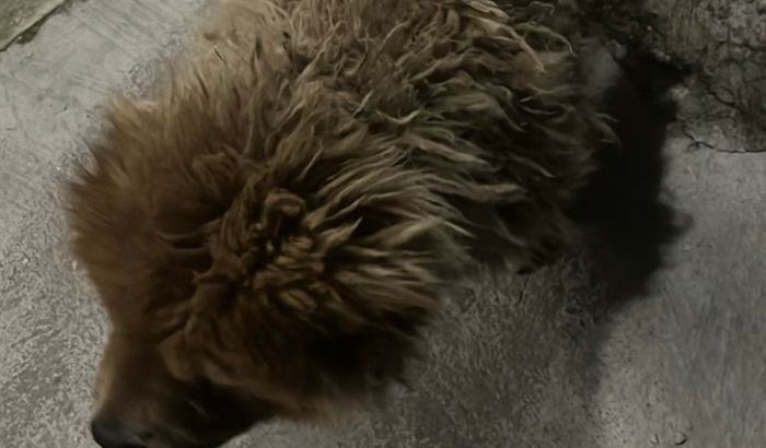 Me ajude a cuidar dos meus cachorros