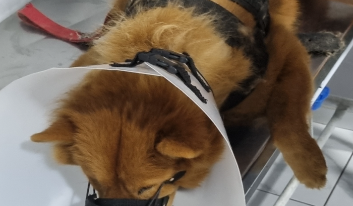 Ajuda para fazer cirurgia do meu cachorro