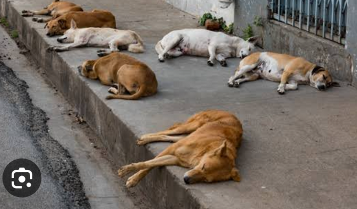 Ajuda para animais abandonados 