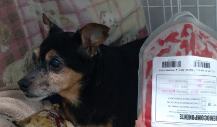 AJUDA PARA A PINCHER MEL