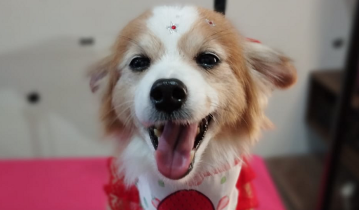 Cirurgia ortopédica da Tubaína