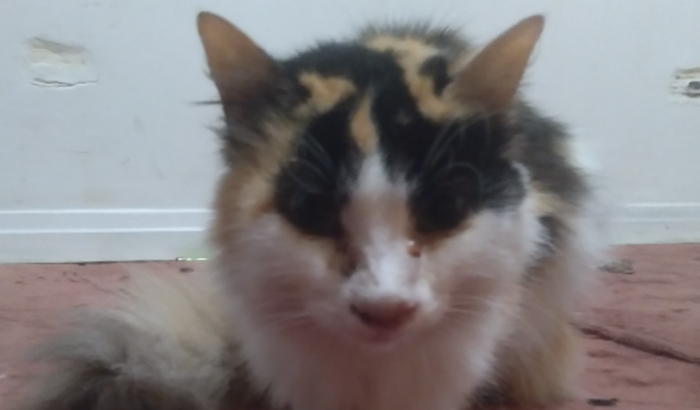 Ajuda para remédios da Pitiquinha