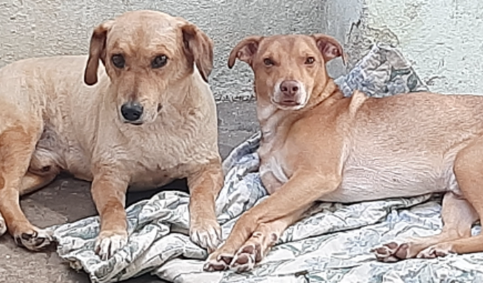 Ajuda para comprar ração e remédio