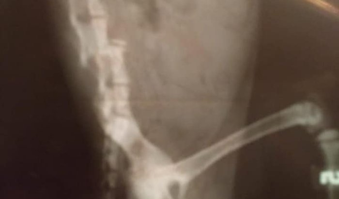 Cirurgia de coluna no Gatinho