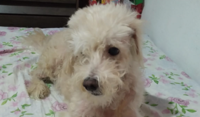 Ajude a Lana a Superar a Dermatite Atópica