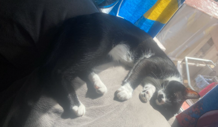 Ajude o Mino - Cirurgia ortopédica 