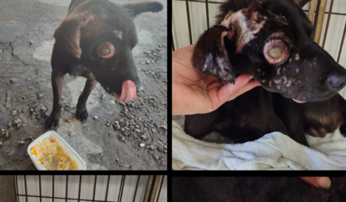 Vakinha para o Guerreiro