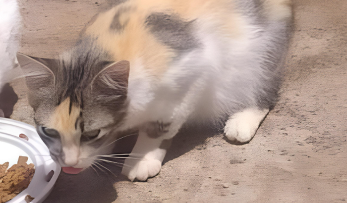 Cirurgia de emergência para Mel