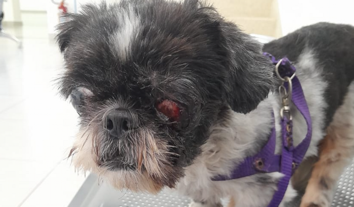 Cirurgia da Pipoca ( retirada dos 02 olhinhos )