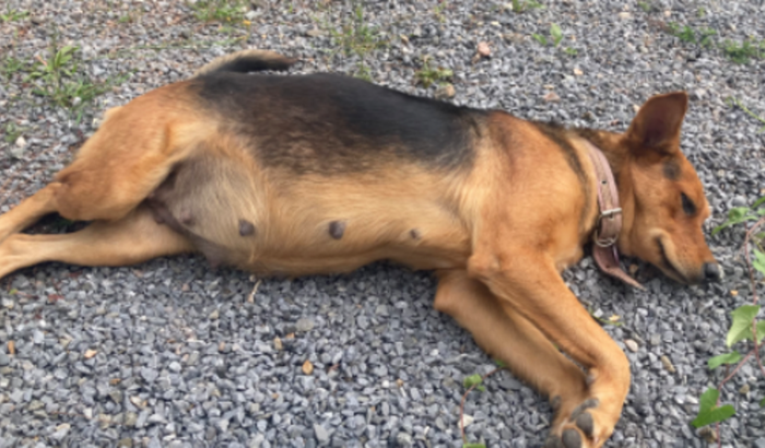 Cirurgia urgência Lua 🐶