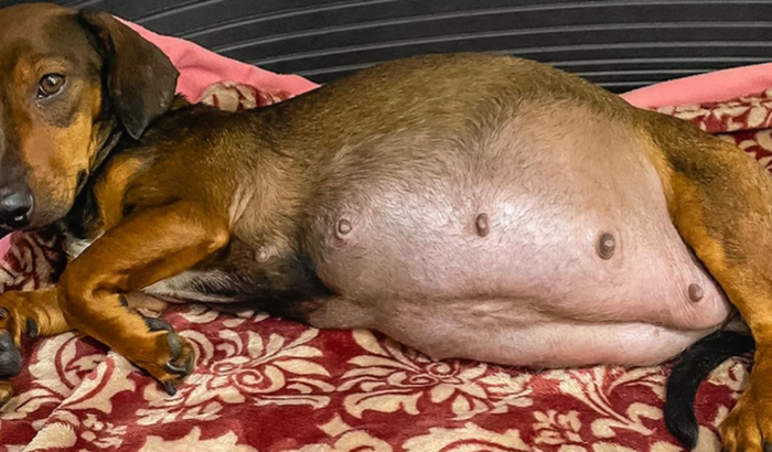 Ajuda para a cirurgia da moly 