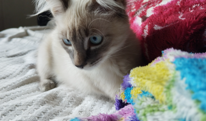 Cirurgia ortopédica gatinha Gaia