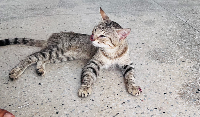 Ajude Thór Vitório