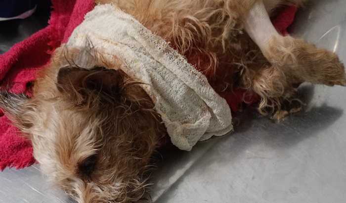 Pagar os gastos com veterinário da nina 