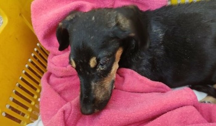 Tratamento de cinomose da July