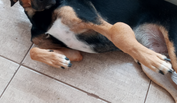 E para meu cachorrinho ele Ta doente eu n tenho condiçao pra fazer a cirurgia dele