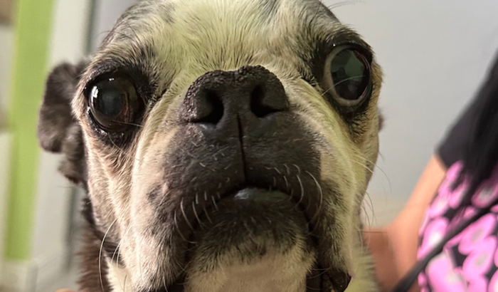 Ajuda no tratamento do Apolinho