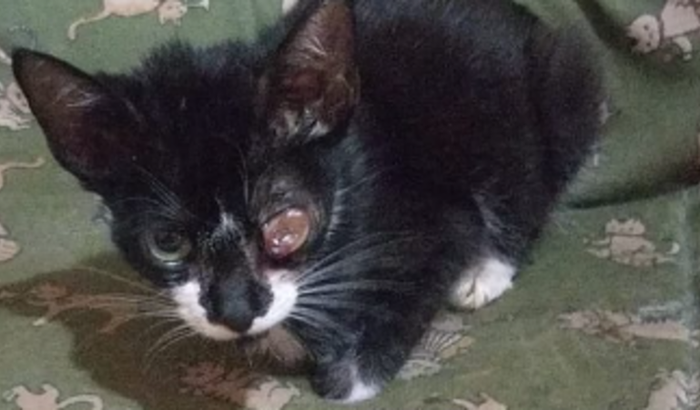 Nova vida para a Pirata