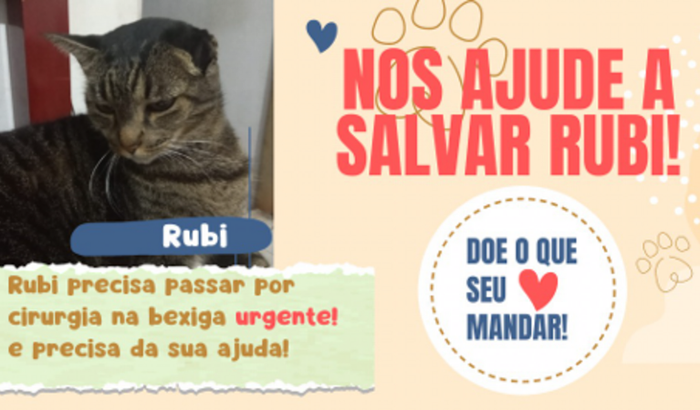 Ajude a salvar a vida da gata Rubi 
