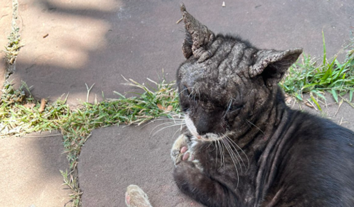 Nós ajudem a cuidar do Pretinho!