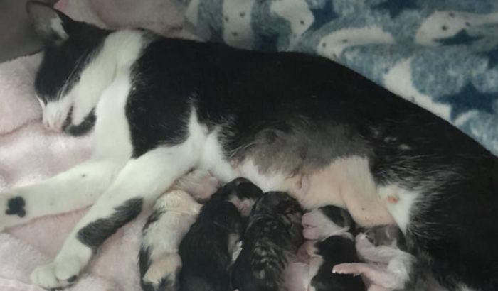 Ajude a gata pretinha