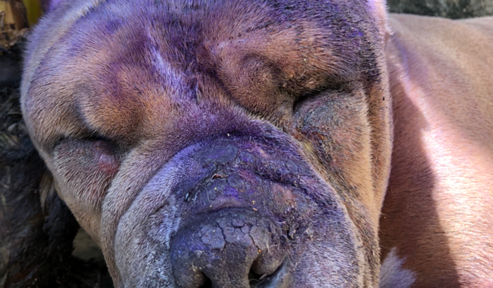 Vamos ajudar para salvar a vida do bobby