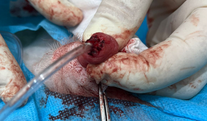 Cirurgia, internação e medicação do Snow